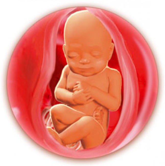 Беременность 30 недель кровь. Ребёнок в 30 недель беременности. Как выглядит плод на 30 неделе беременности. Ребенок родился на 30 неделе.