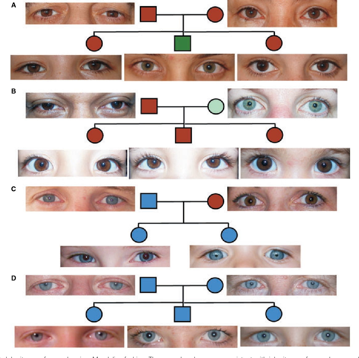 Цвет глаз генетика