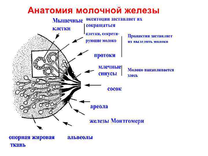 Молочные протоки. Строение молочных желез при лактации. Молочные протоки схема. Лактация анатомия молочной железы. Строение и функции молочной железы.