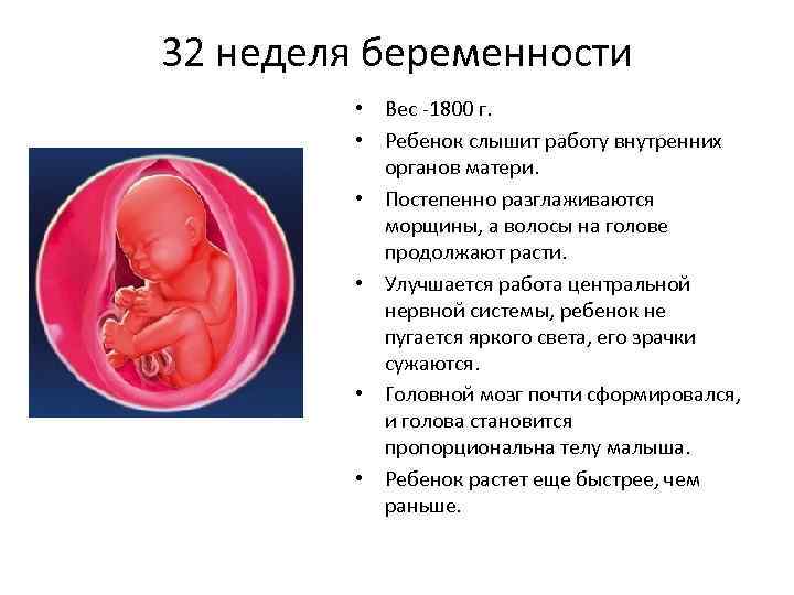 32 недели что происходит с малышом. Формирование плода в 32 недели беременности. Ребёнок на 32 неделе беременности. Вес малыша на сроке 32 недели. Вес малыша на 32 неделе беременности.