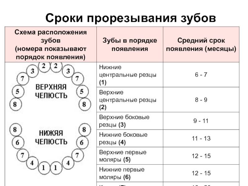 Порядок роста зубов у детей до года фото схема и описание