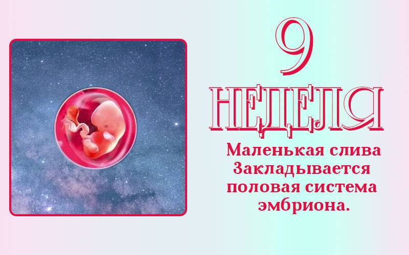 9 недель беременности размер плода. Ребёнок на 9 неделе беременности. Плод на 9 неделе беременности. Эмбрион на 9 неделе беременности.