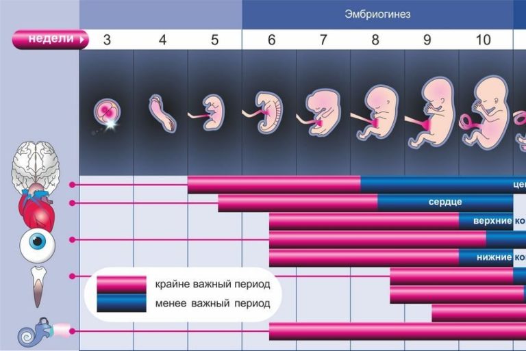 Развитие плода по неделям беременности фото и описание и ощущения женщины