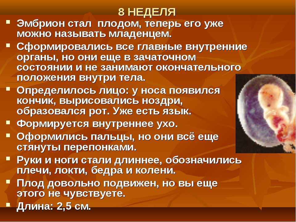 Как выглядит эмбрион в 8 недель беременности фото и описание плода