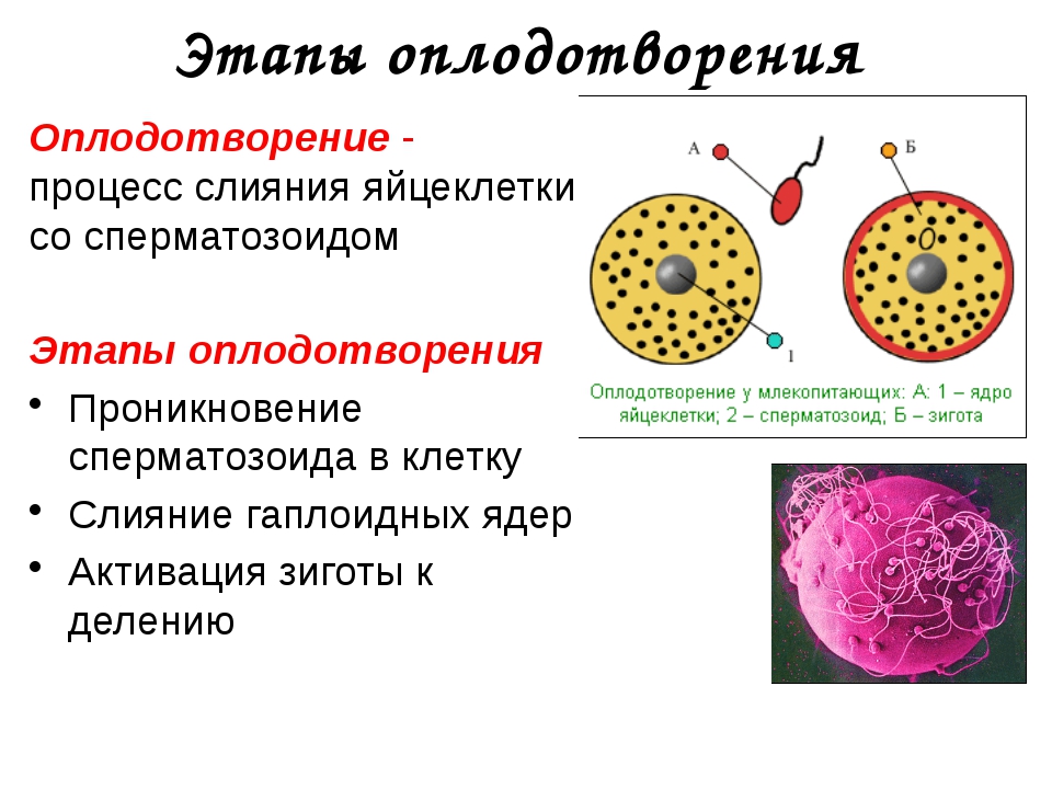 Как называется процесс слияния мужских и женских