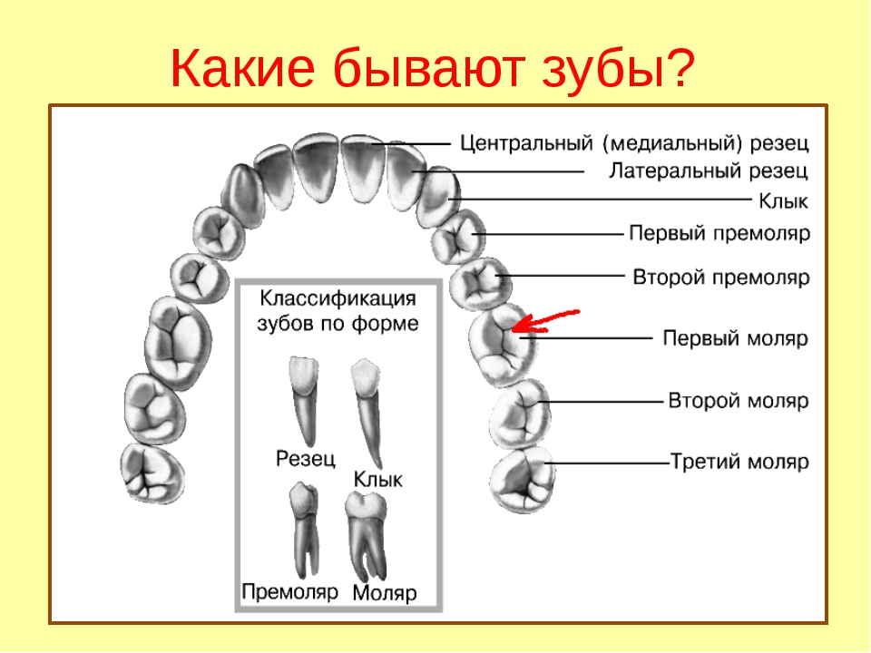 Соотнесите название зубов с их изображением на рисунке