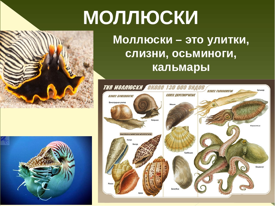 Три моллюска. Группа животных моллюски. Моллюски типы животных. Разнообразие моллюсков. Простейшие моллюски.