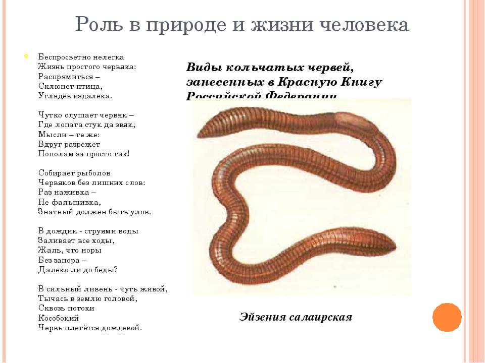 7 червей 6 червей. Кольчаиые черви в жизни челрвек. Дождевые черви в жизни человека. Роль дождевых червей для человека. Кольчатые черви в человеке.