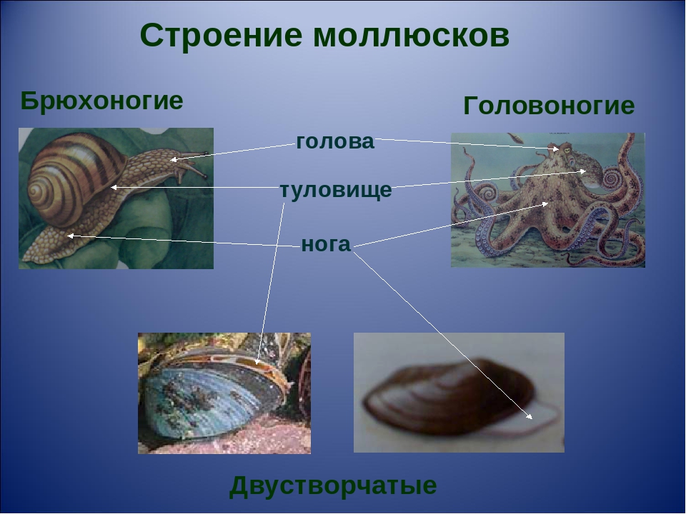 Отличие моллюсков. Тип моллюски брюхоногие двустворчатые головоногие. Тип моллюски 7 класс двустворчатые. Тип моллюски мягкотелые класс брюхоногие двустворчатые. Тип Молюски брюхоногие даустворчатые голово ногие.