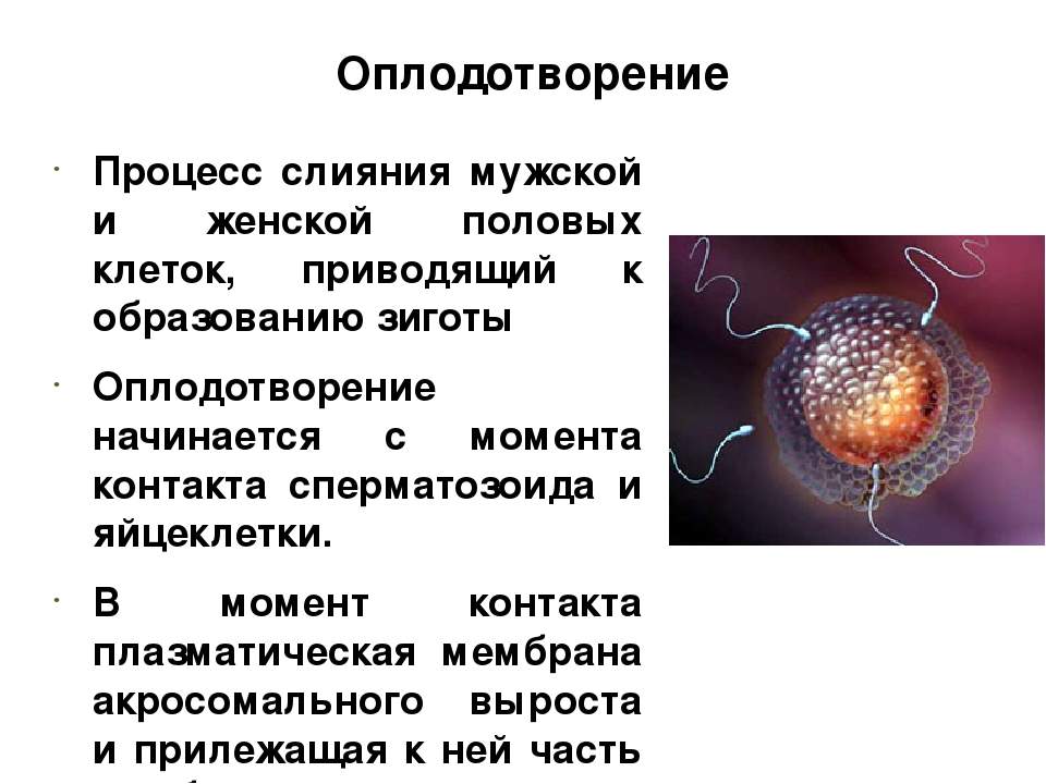 Процесс слияния мужской и женской половых клеток