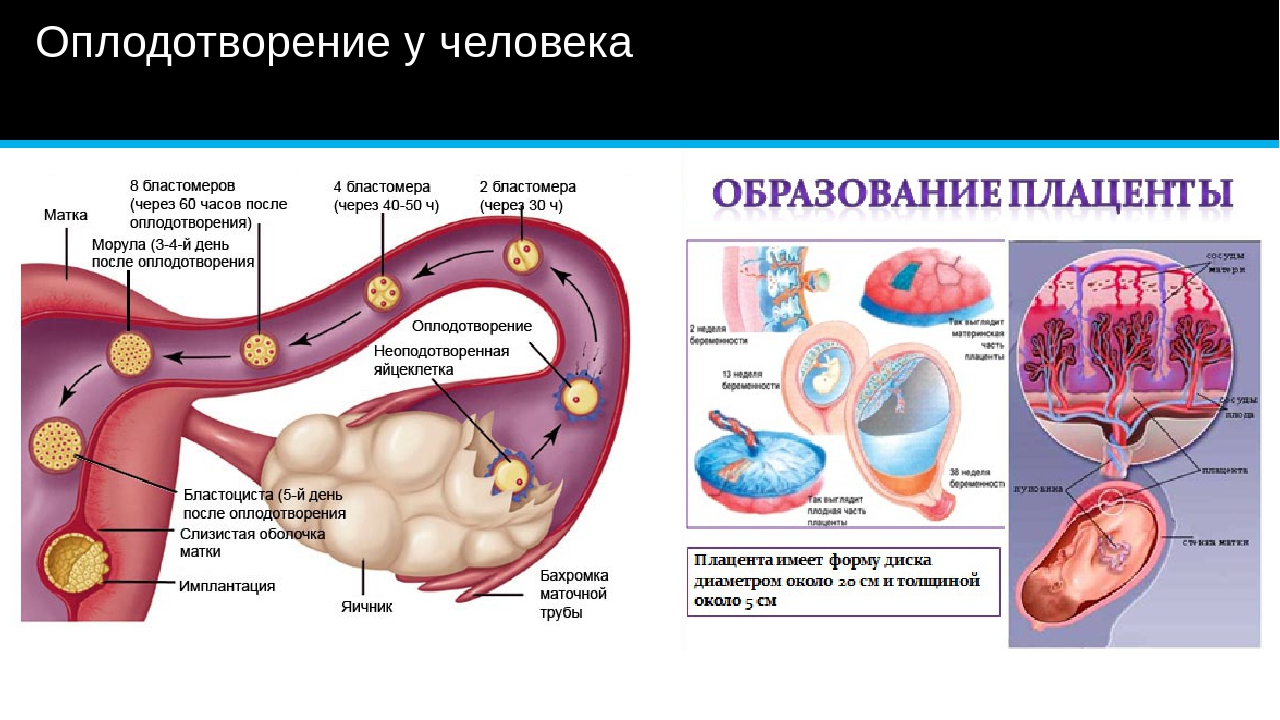 Оплодотворение в картинках как происходит