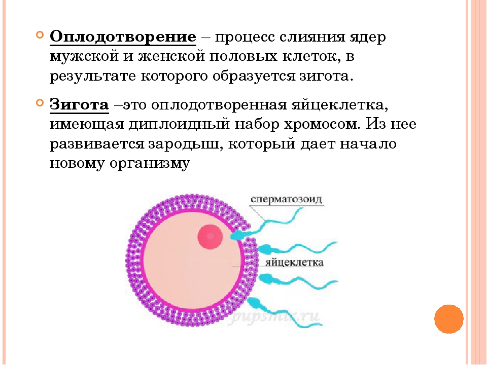 Оплодотворение это. Спермий+яйцеклетка зигота. Зигота это оплодотворенная яйцеклетка. Оплодотворение зигота схема. Оплодотворение клетки схема.