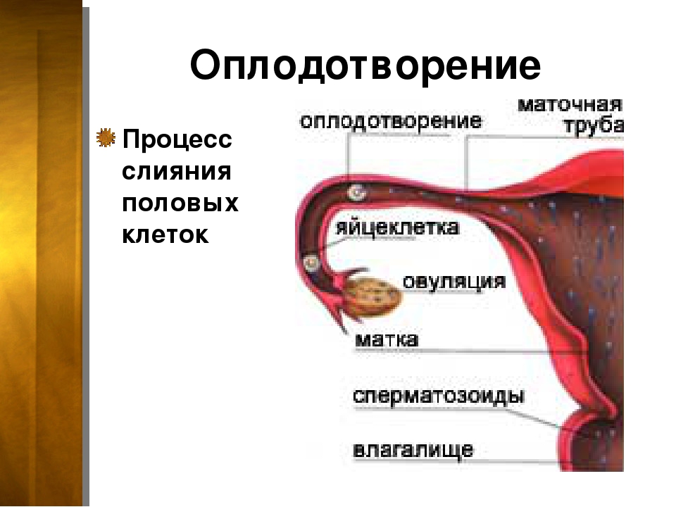 Оплодотворение зародыша. Оплодотворение в маточной трубе. Оплодотворение происходит в отделе маточной трубы. Процесс оплодотворения женщины. Процесс оплодотворения в матке.