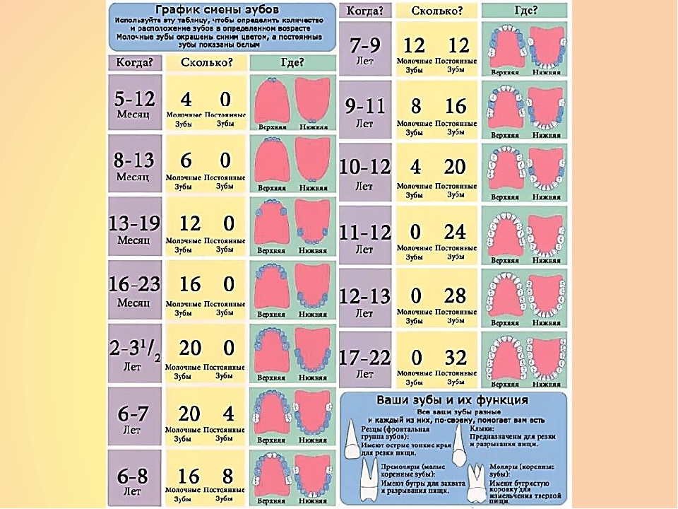 Сколько зубов должно быть в 2 года у ребенка таблица фото