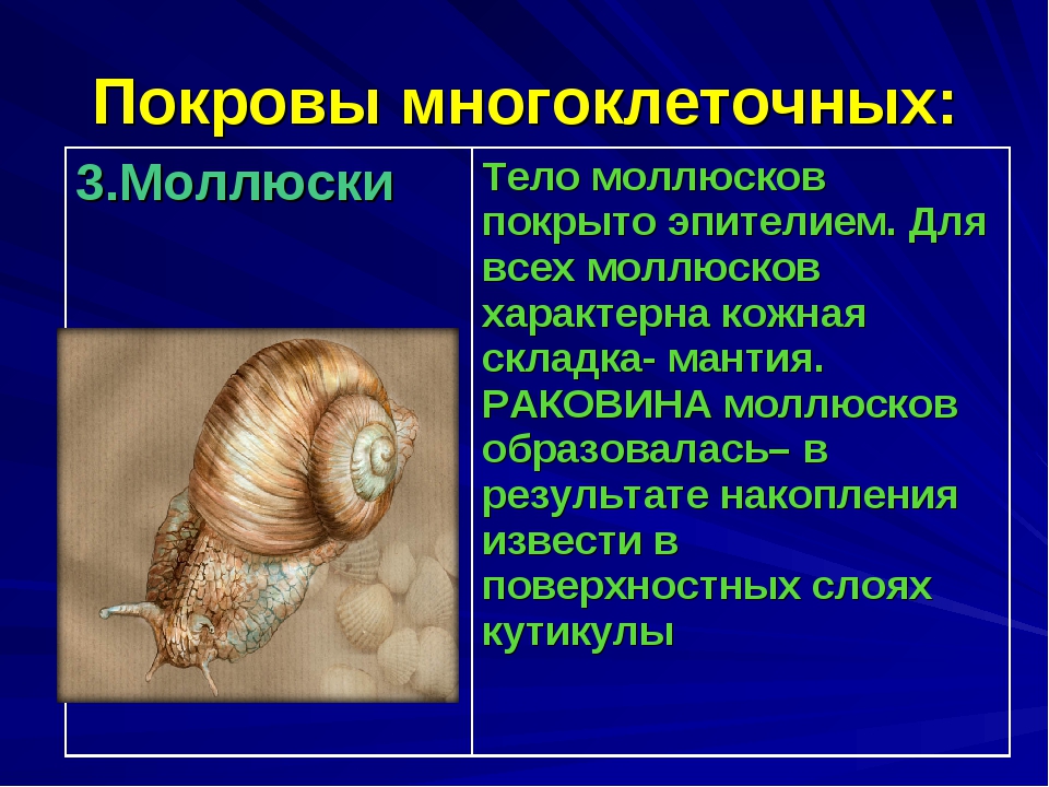 Тело моллюсков покрыто. Покров брюхоногих моллюсков биология 7 класс. Моллюски покровы тела. Покровы тела двустворчатых моллюсков.