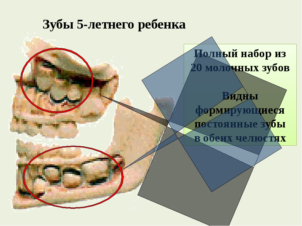 Строение молочного зуба у детей. Полный набор молочных зубов.