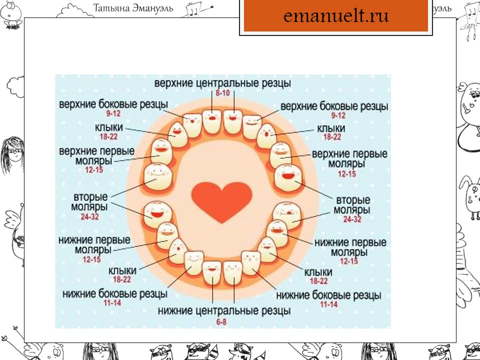 В какой последовательности лезут зубы у малышей таблица фото