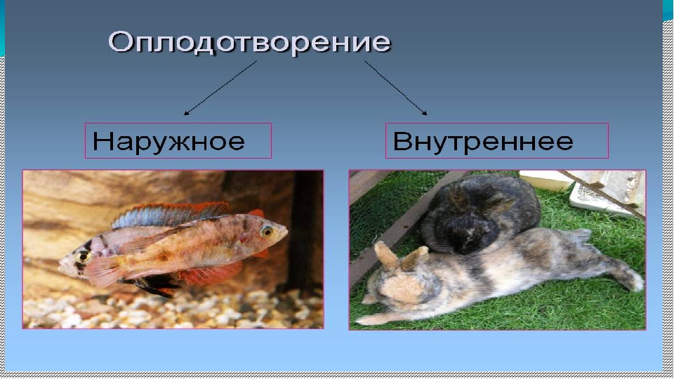 Оплодотворение у животных. Наружное и внутреннее оплодотворение. Внешнее и внутреннее оплодотворение у животных. Наружно-внутреннее оплодотворение. Наружное оплодотворение у животных.