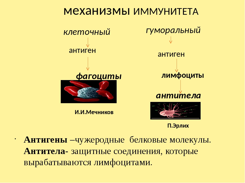 Каковы основные механизмы. Виды иммунитета схема гуморальный и клеточный. Механизм образования клеточного иммунитета. Схемы двух механизмов иммунитета. Схемы механизма образования иммунитета.