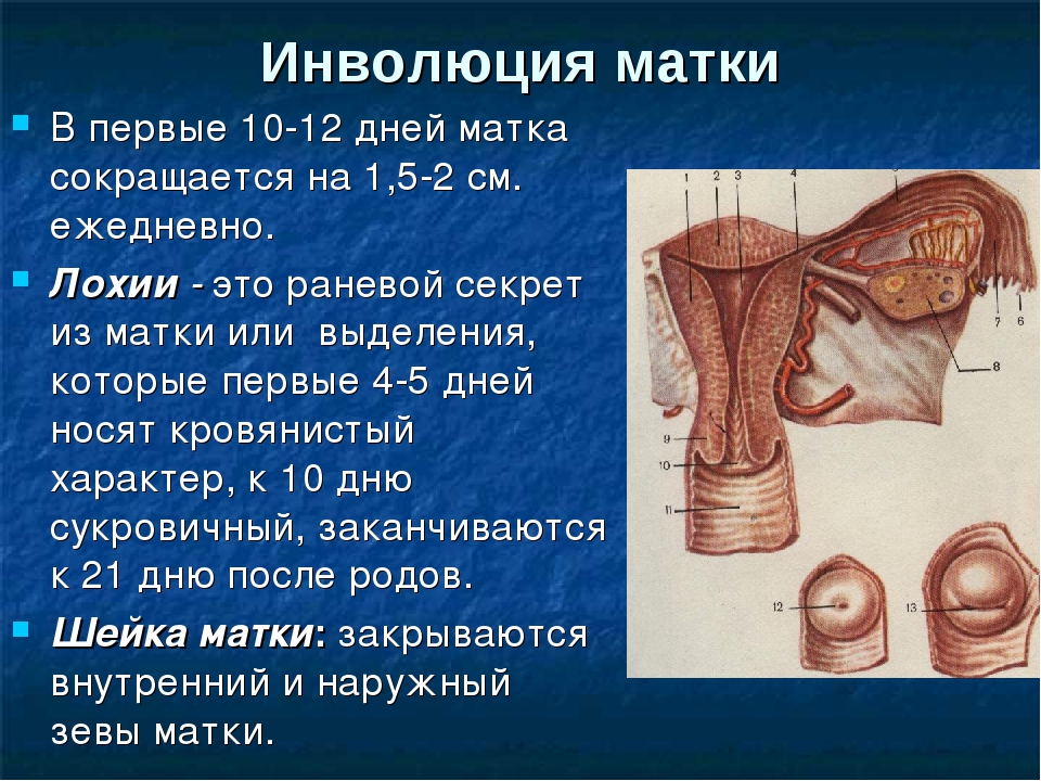 День матки. Инволюция матки. Послеродовая инволюция матки. Инволюция матки в послеродовом периоде. Инволюция и субинволюция матки.