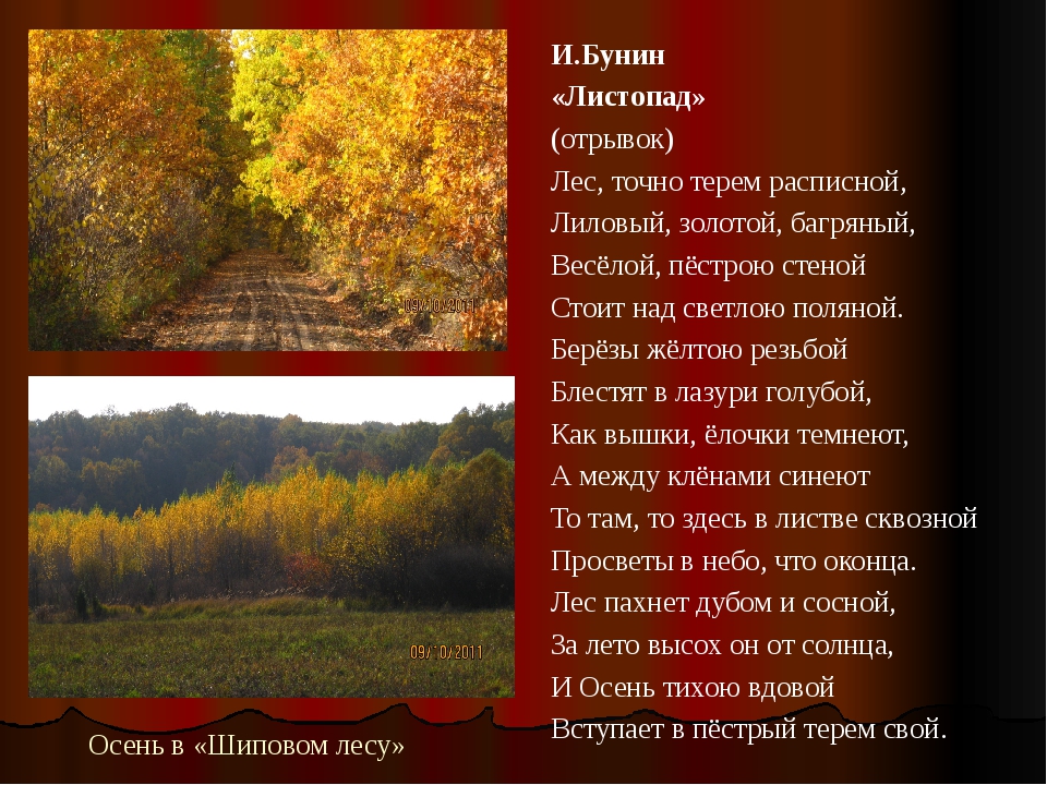 Стихотворение бунина осень. Лес точно Терем расписной отрывок. Стих Ивана Алексеевича Бунина листопад.