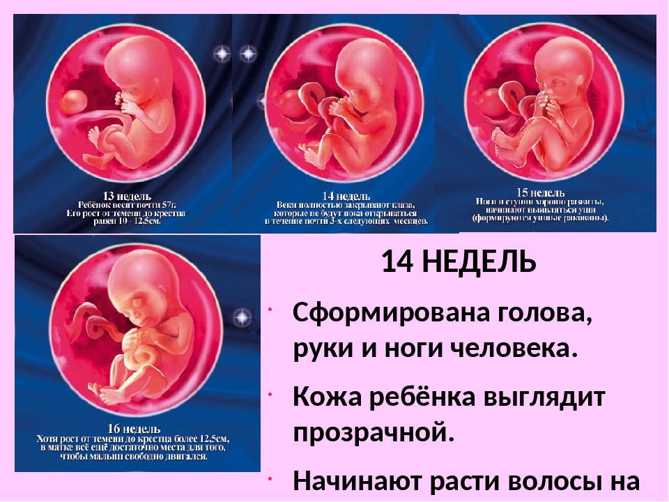12 недель это сколько. 13 Недель беременности размер плода. Плод на 13-14 неделе беременности.