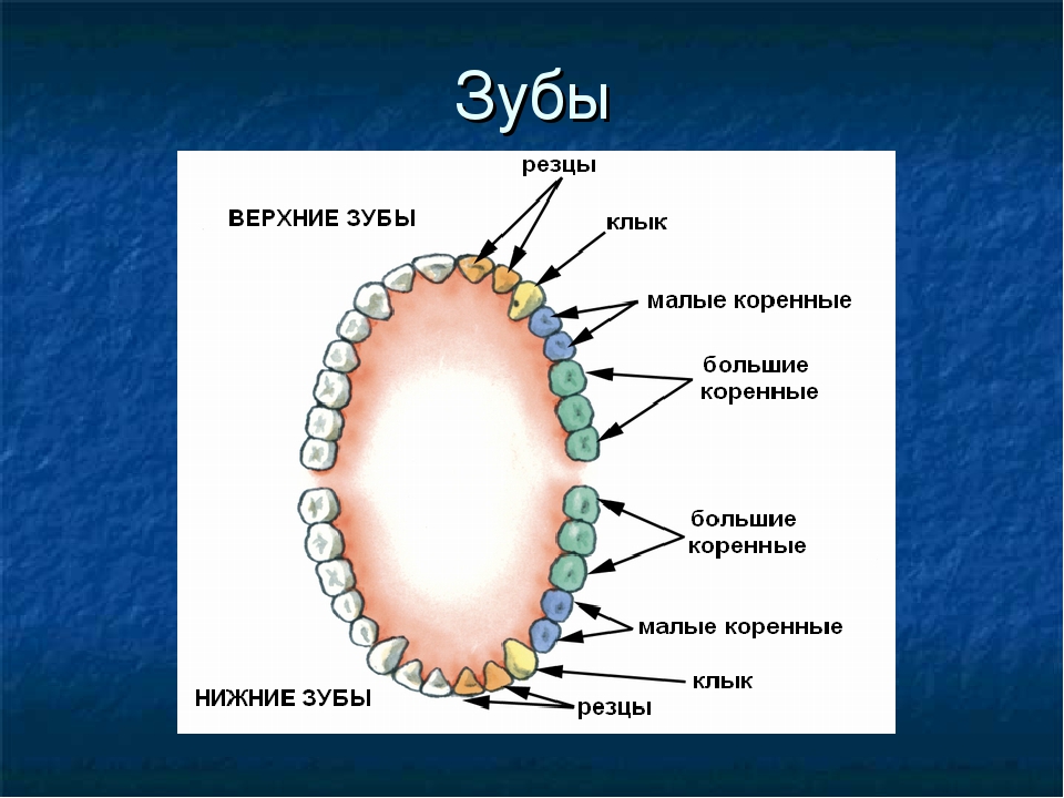 Дал на клык. Коренные зубы резцы.