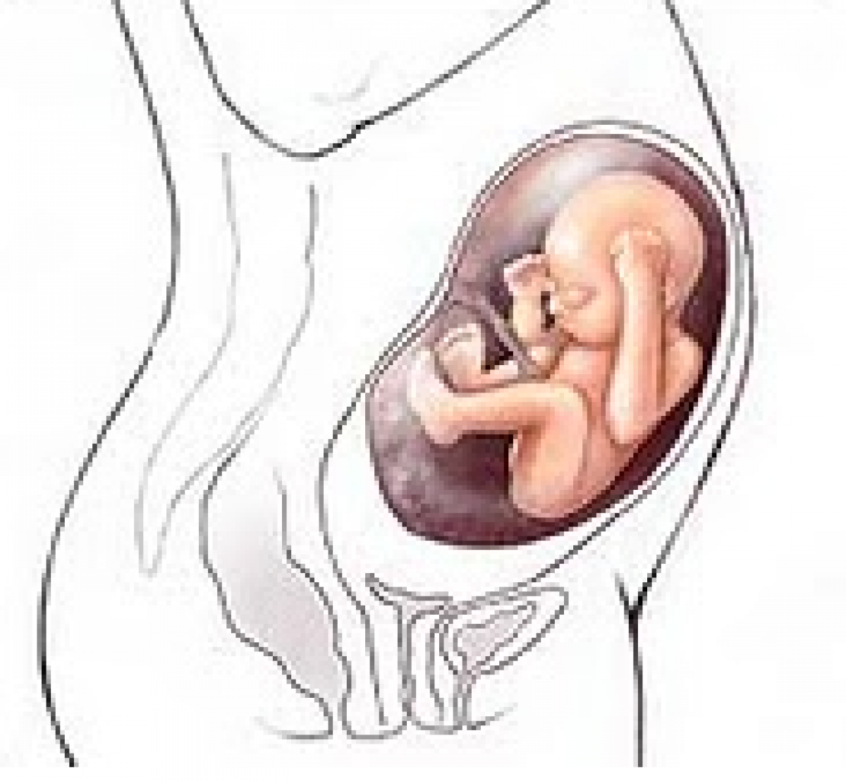 Как лежит ребенок на 30 неделе беременности в животе фото