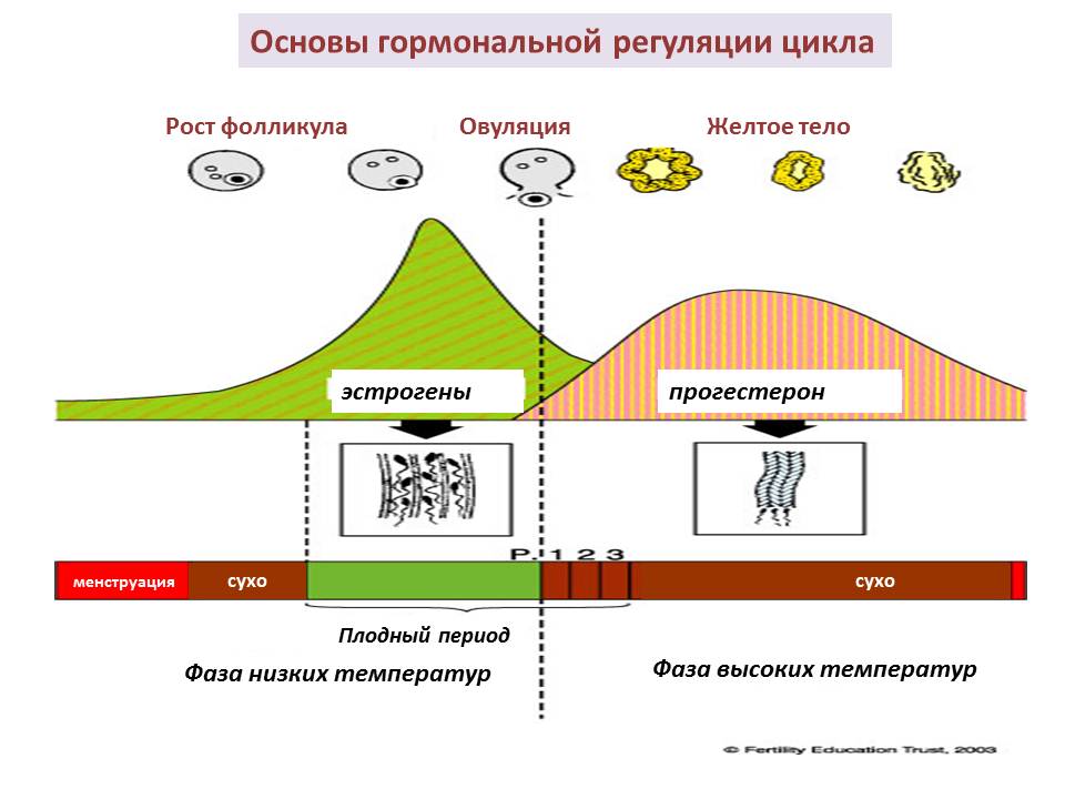 Регуляция цикла. Женский цикл гормоны. Регуляция овуляции. Гормоны регулирующие цикл. Гормональная регуляция женского цикла.