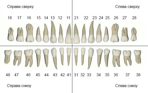 Какие корни у зубов на нижней челюсти человека фото