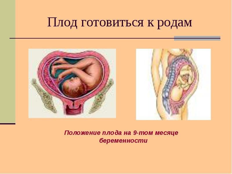 Верхняя неделя. 35 Неделя беременности расположение плода. Расположение плода на 9 месяце. Расположение плода на 35 неделе. Положение плода на 35 неделе беременности.