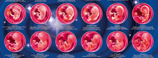 В течении 6 8 недель. Эмбрион 6 недель при аборте. Плод 5 недель беременности аборт. Выкидыш ребенка 7 недель.