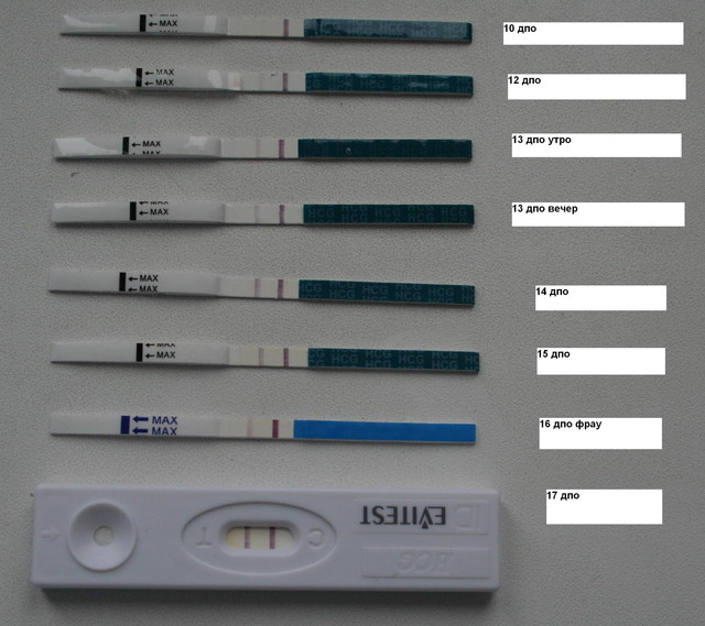 Тест на беременность 2 недели после зачатия фото теста