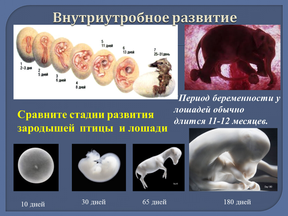 Где происходит развитие зародыша у млекопитающих