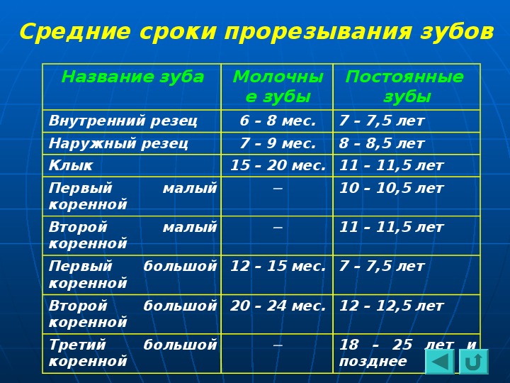 Сроки прорезывания