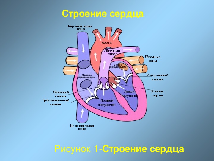 Овальное сердце. Сердце новорожденных анатомия. Строение сердца плода. Строение сердца новорожденного. Строение сердца эмбриона.