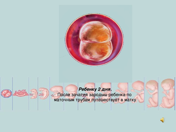 Как выглядит эмбрион по неделям беременности фото
