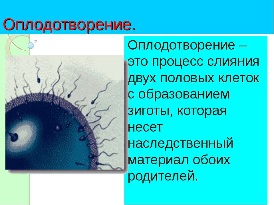 Оплодотворение образование. Оплодотворение. Оплодотворение определение. Процесс оплодотворения. Оплодотворение по биологии.