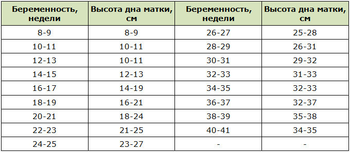 Размеры матки при беременности по неделям картинки