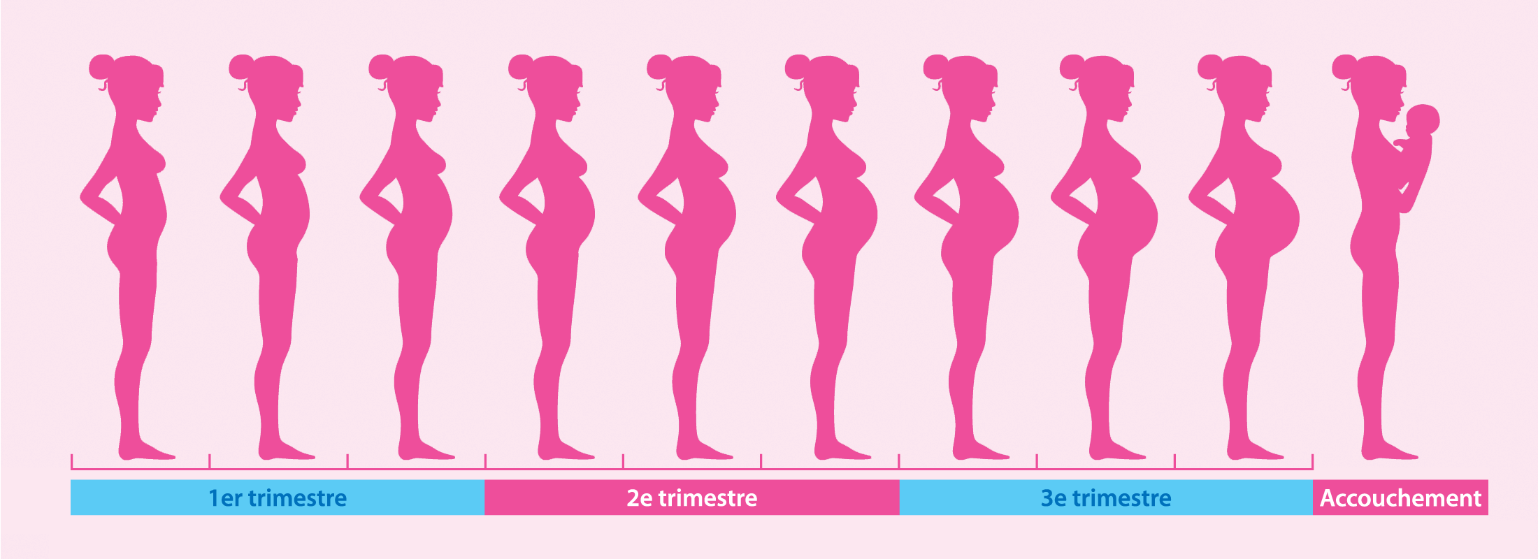 Живот по триместрам. Беременность по неделям. Этапы беременности по месяцам. Этапы беременности по неделям. Беременность по неделям в картинках.
