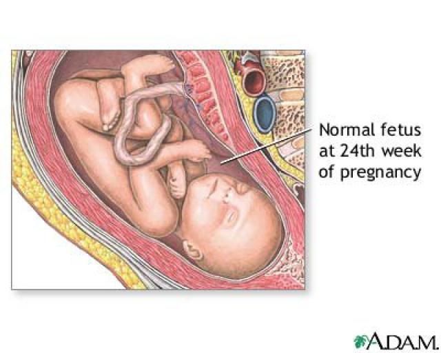 22 неделя беременности боли. Расположение плода на 23 неделе беременности. Эмбрион на 23 неделе беременности. Плод 22-23 недели беременности. Положение ребенка 23 недели.