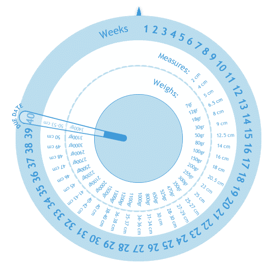 Калькулятор пдр. Колесо беременности. Круглый календарик беременности. Акушерский календарь круглый. Акушерский календарь беременности круглый.