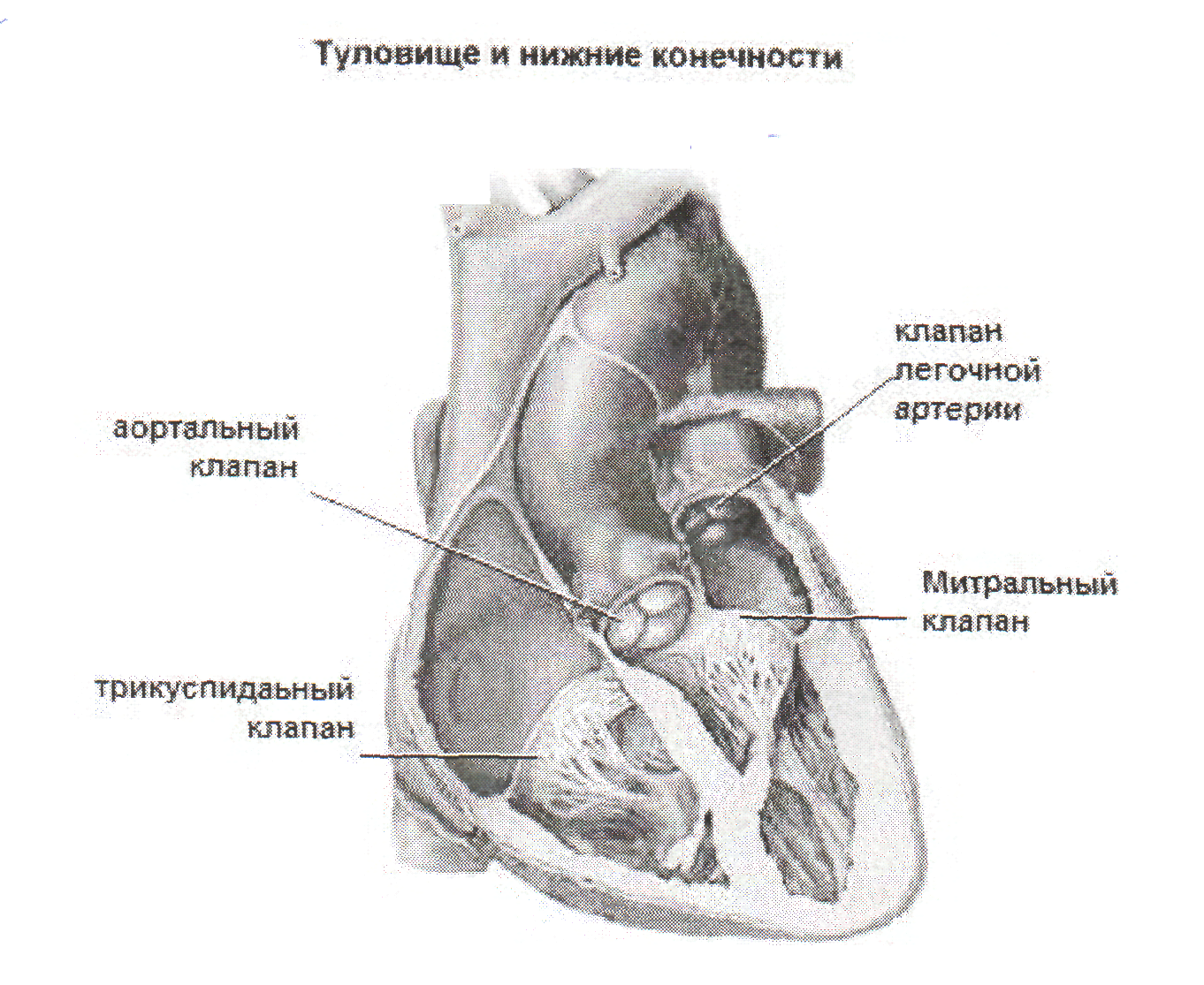 Аортальный клапан трикуспидальный