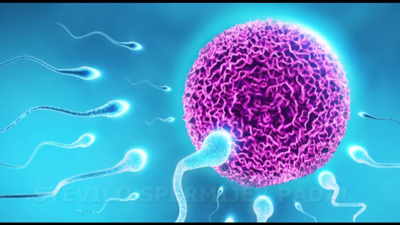 свойства спермы в организме фото 110