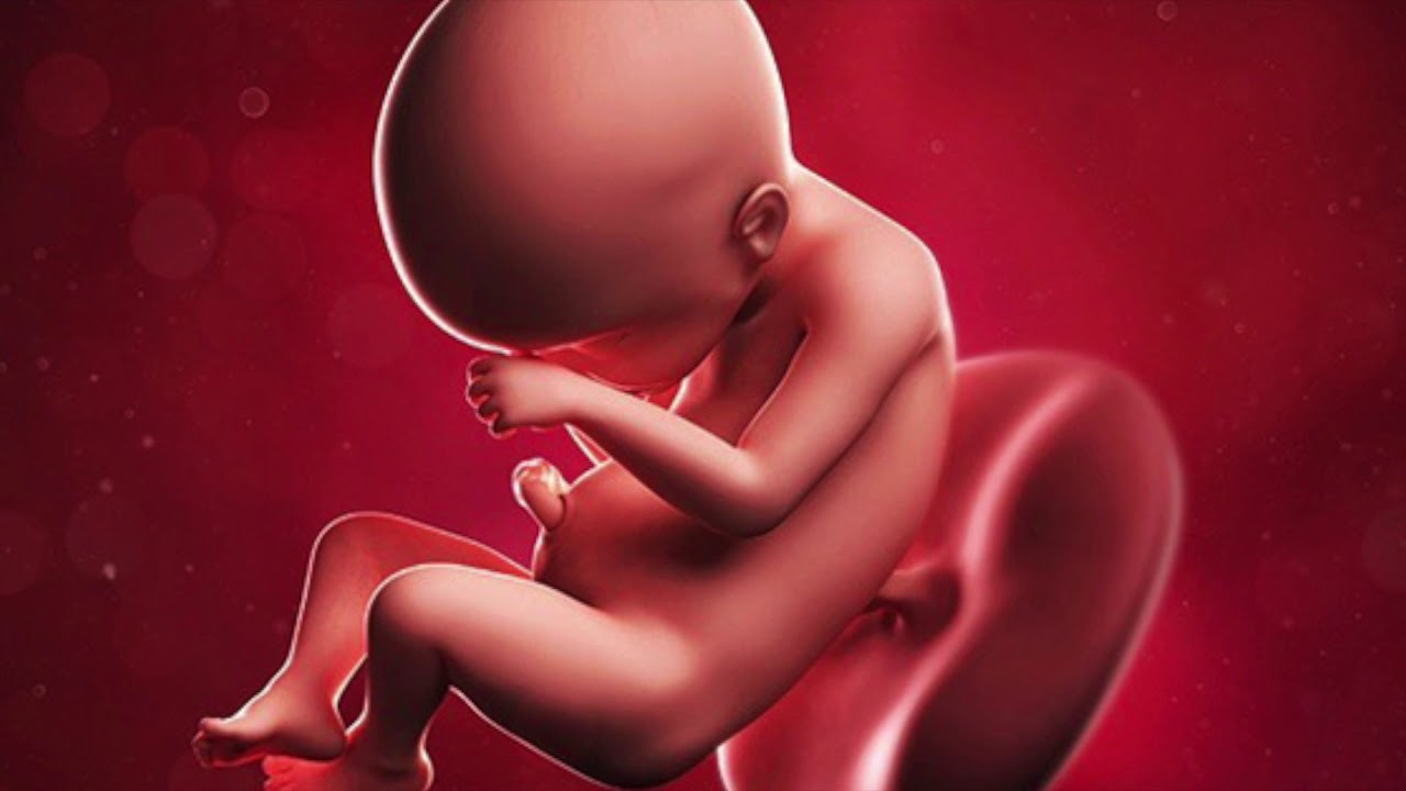 24 неделя б. Эмбрион 24 недели беременности. Малыш в утробе матери.
