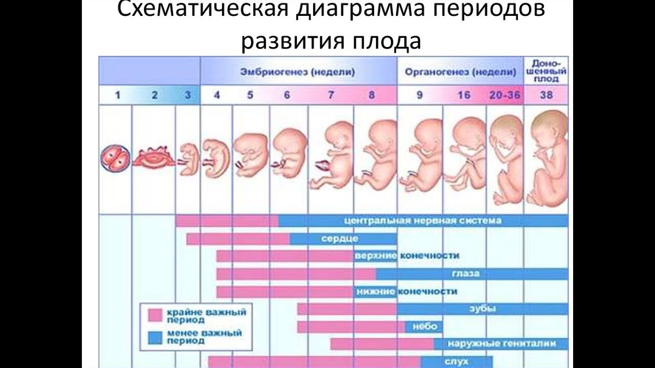 Сколько недель длится беременность