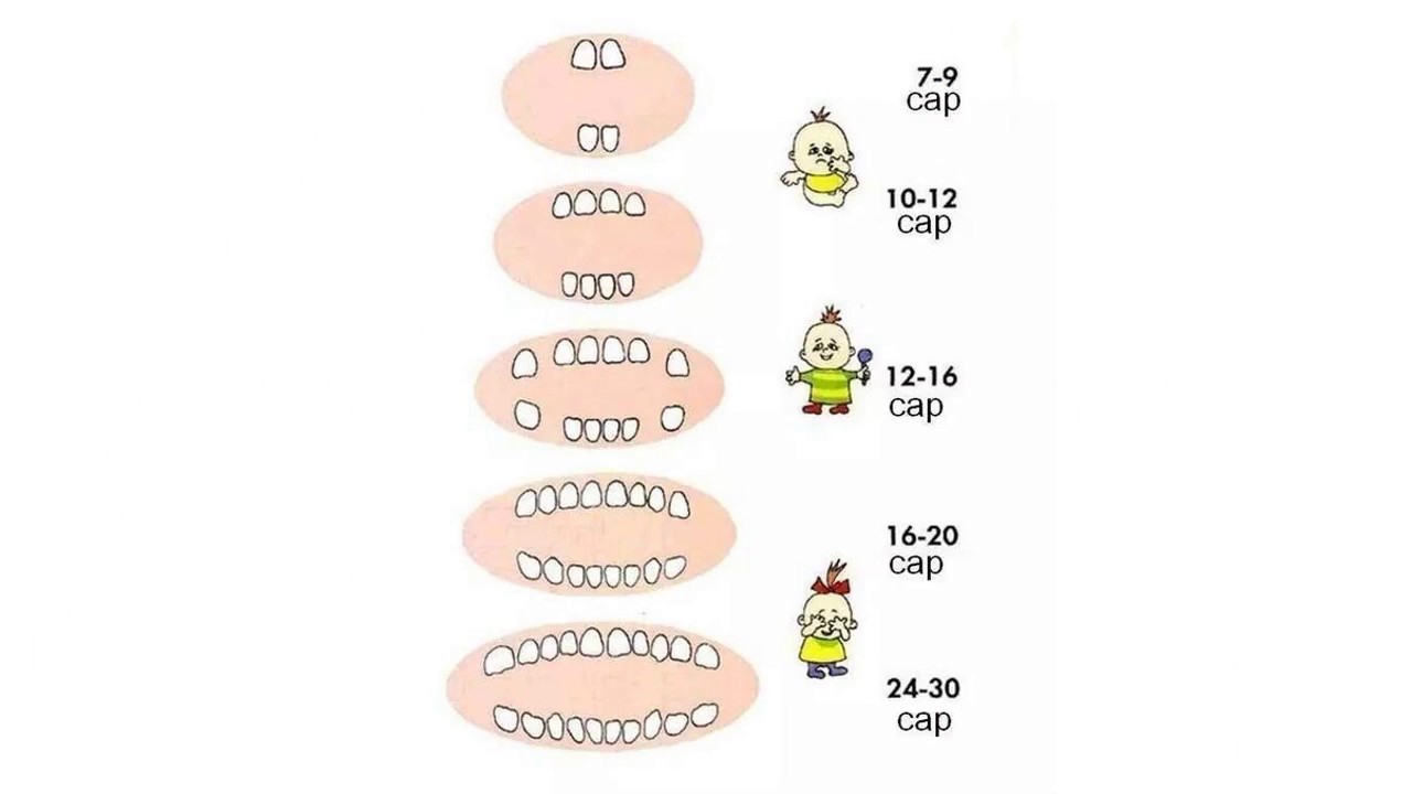 Молочные зубы у детей схема прорезывания. Порядок прорезывания зубов у детей схема. Схема появления молочных зубов у детей порядок. Схема прорезывания зубов у детей до 2 лет. Схема прорезывания зубов у детей до 1 года.
