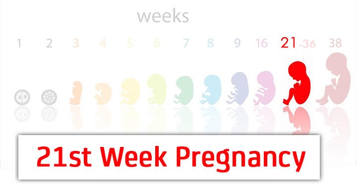 Неделя с 27 ноября. Недели беременности по месяцам. 29 Неделя беременности месяц. 25 Неделя беременности месяц. 27 Неделя какой месяц.