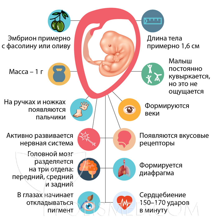 8 недель беременности фото и развитие плода и ощущения женщины