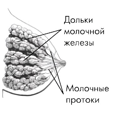 Молочный проток. Закупорился проток молочной железы. Закупорка молочных протоков. Строение кормящей молочной железы. Застой молока в протоках.